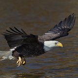 11SB8720 American Bald Eagle